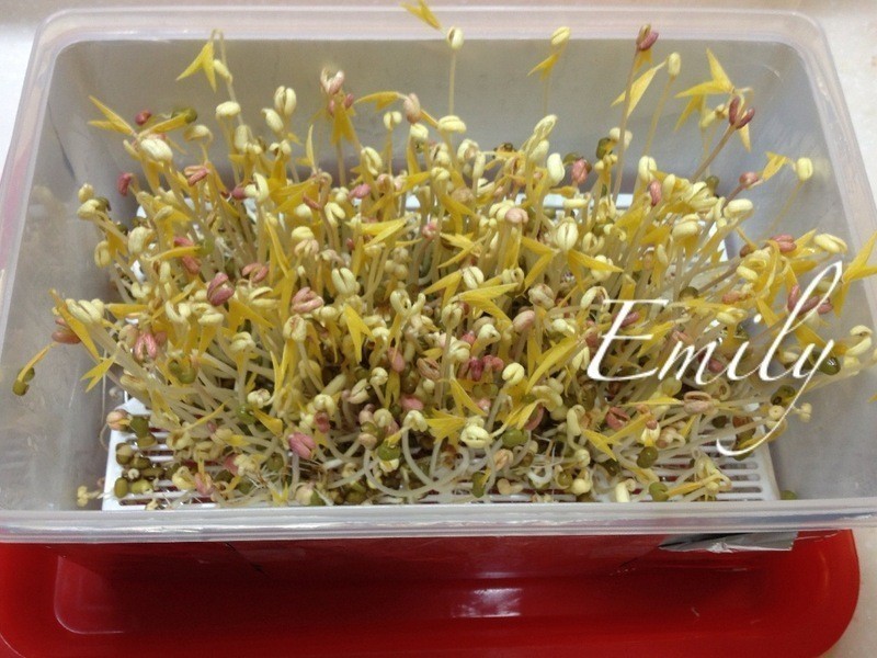 自制有機培養箱孵豆芽菜