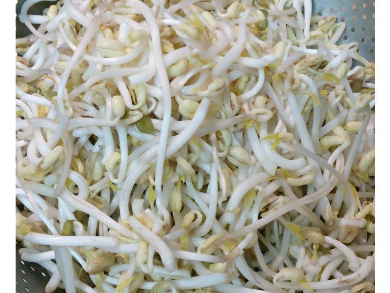 茶壺孵豆芽